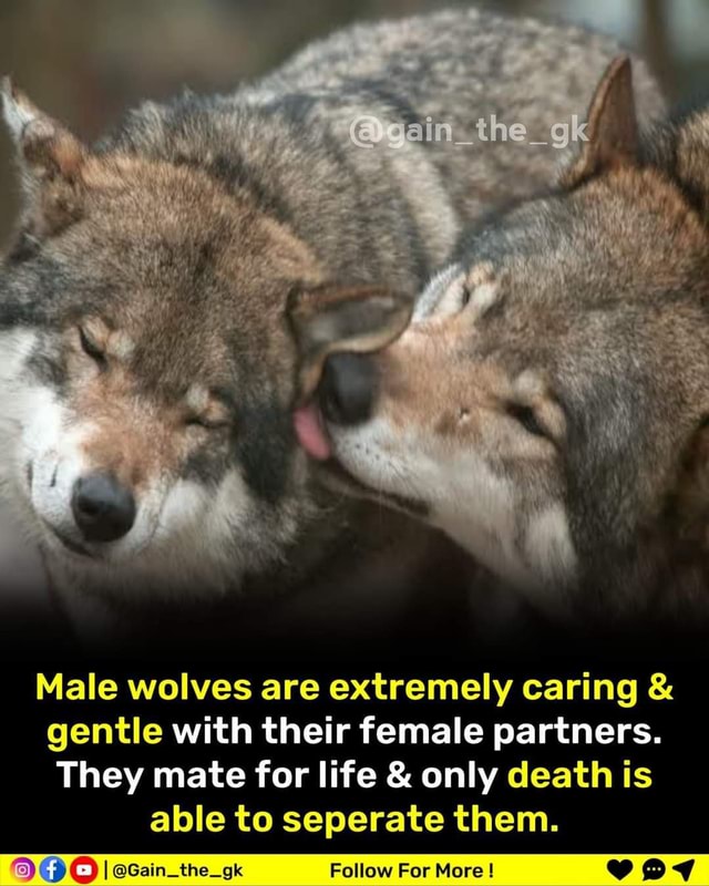 Gain the gk Male wolves are extremely caring gentle with their female ...