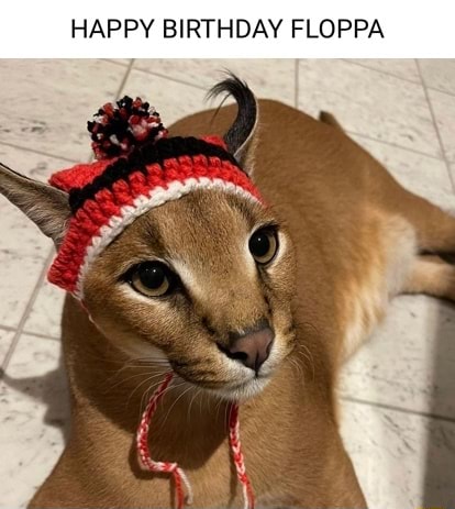 HAPPY BIRTHDAY FLOPPA - iFunny