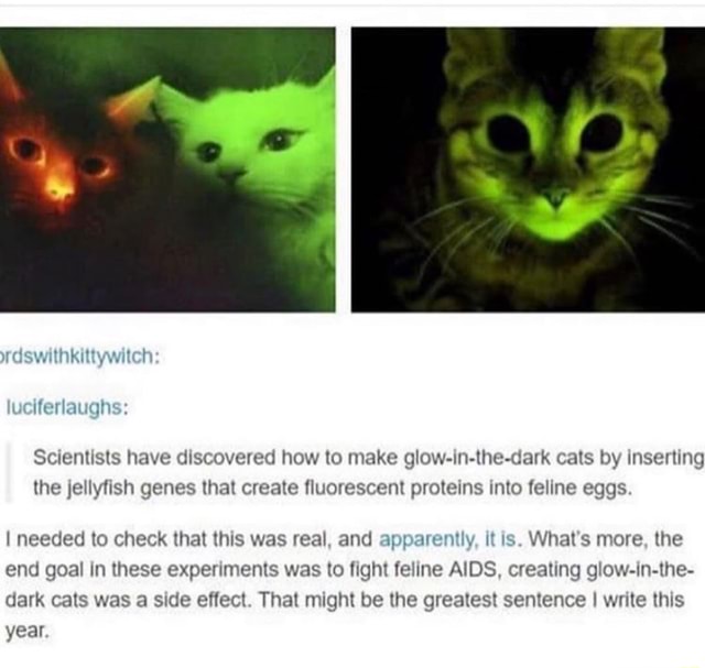 glow in the dark cat experiment