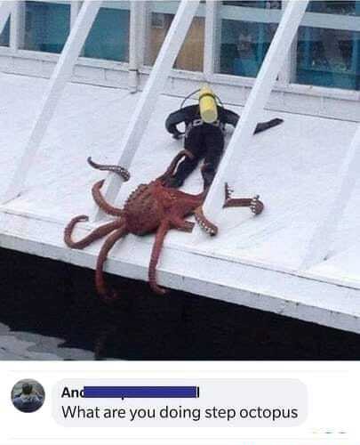 What Are You Doing Step Octopus America S Best Pics And Videos