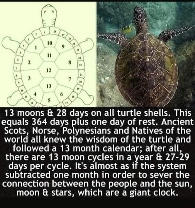 on-all-moons-moons-13-moons-28-days-on-all-turtle-shells-is-this