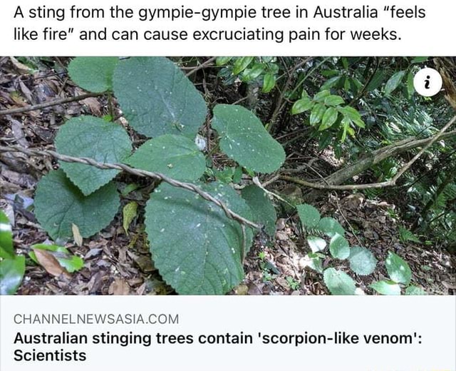 A sting from the gympiegympie tree in Australia "feels like fire" and
