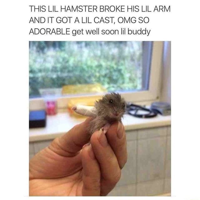 THIS LIL HAMSTER BROKE HIS LIL ARM AND IT GOT A LIL CAST, OMG SO ...