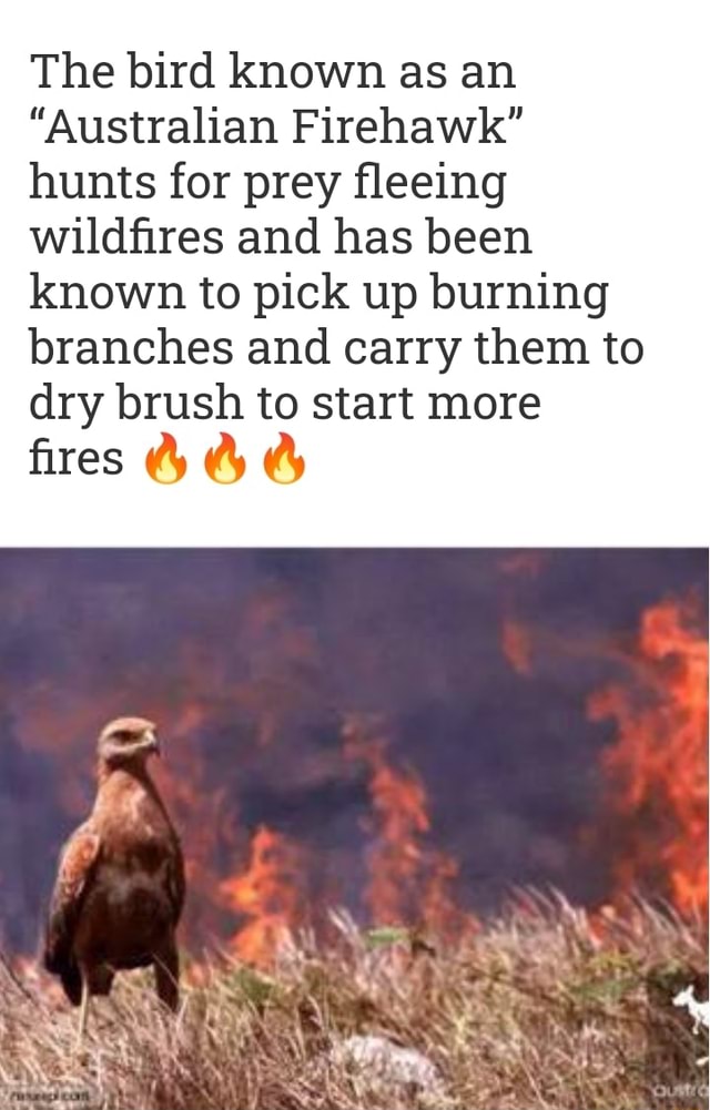 The bird known as an