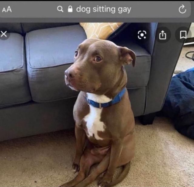 q-dog-sitting-gay-ifunny