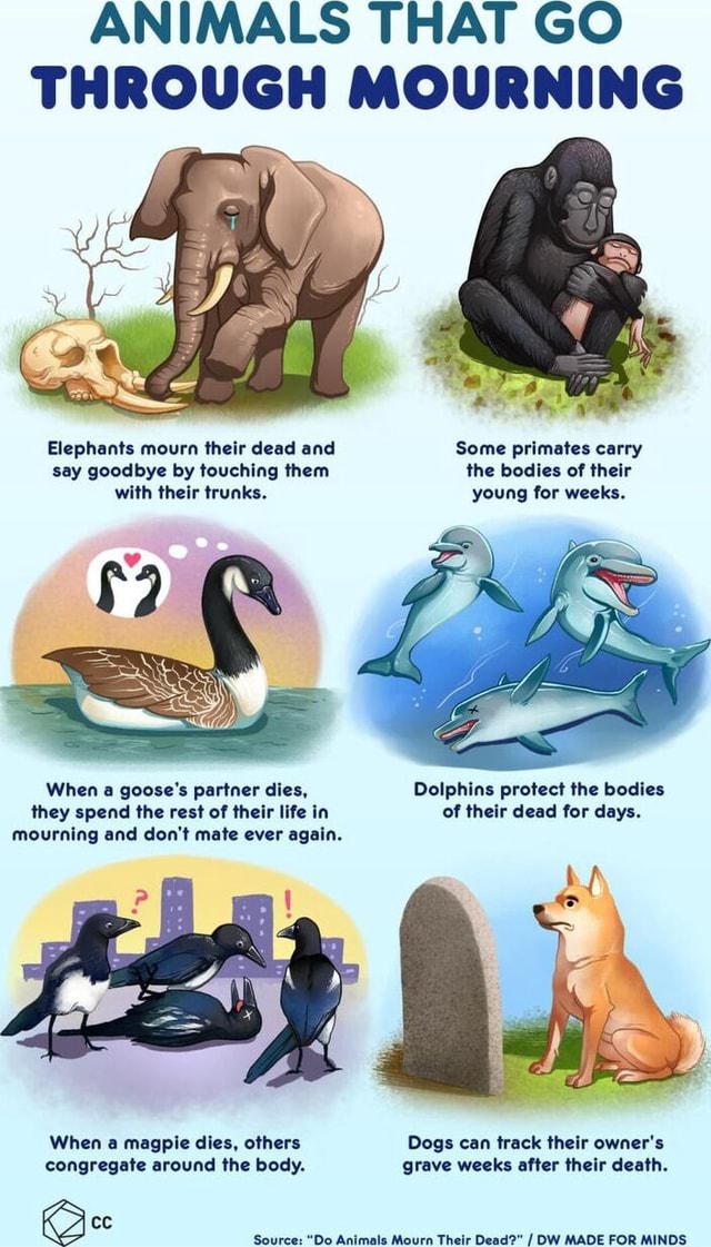 ANIMALS THAT GO THROUGH MOURNING Elephants mourn their dead and Some