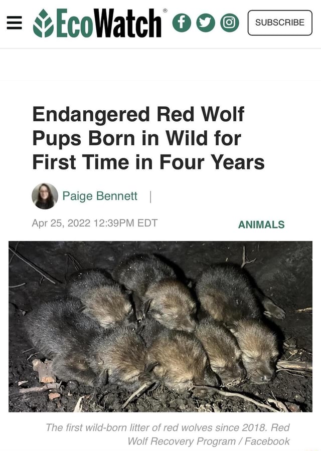 "EcoWatch Endangered Red Wolf Pups Born in Wild for First Time in