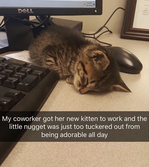 Work Kitten My coworker got her new kitten to work and the little nugget was just ...