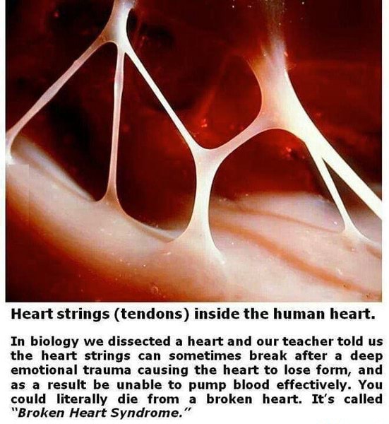 7 Heart strings (tendons) inside the human heart. In biology we ...