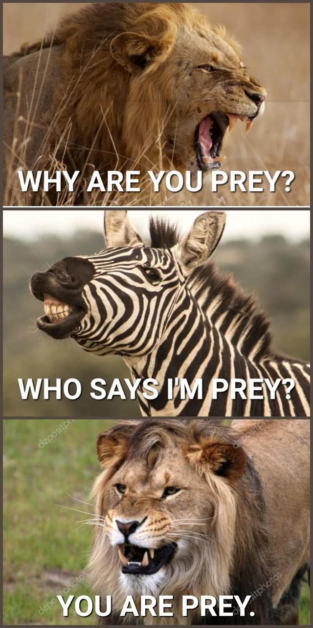 Fl WHY ARE YOU PREY? AS WHO SAYS I'M PREY? YOU ARE PREY. - iFunny