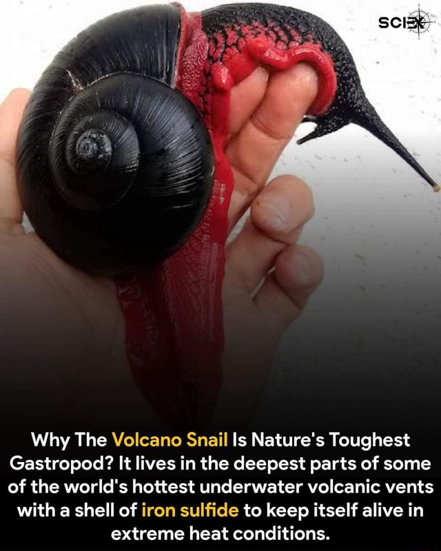 Why The Volcano Snail is Nature's Toughest Why The Volcano Snail Is Nature's Toughest