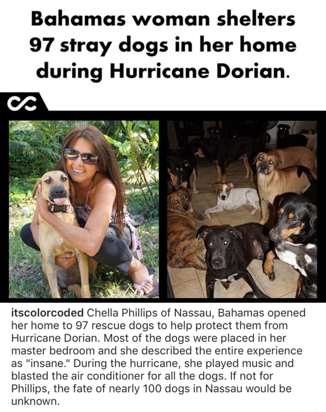 Bahamas woman shelters 97 stray dogs in her home during Hurricane
