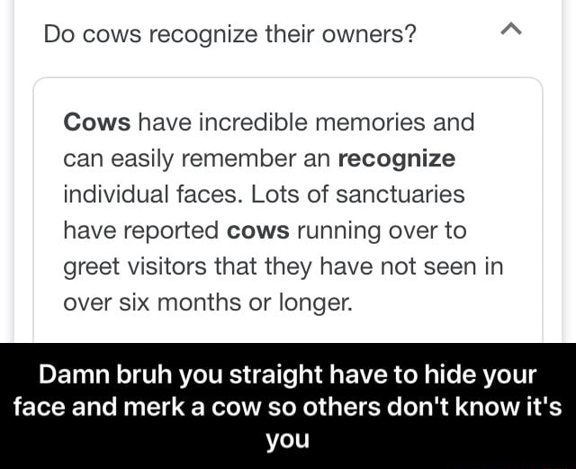 Do Cows Recognize Their Owners? Cows Have Incredible Memories And Can 