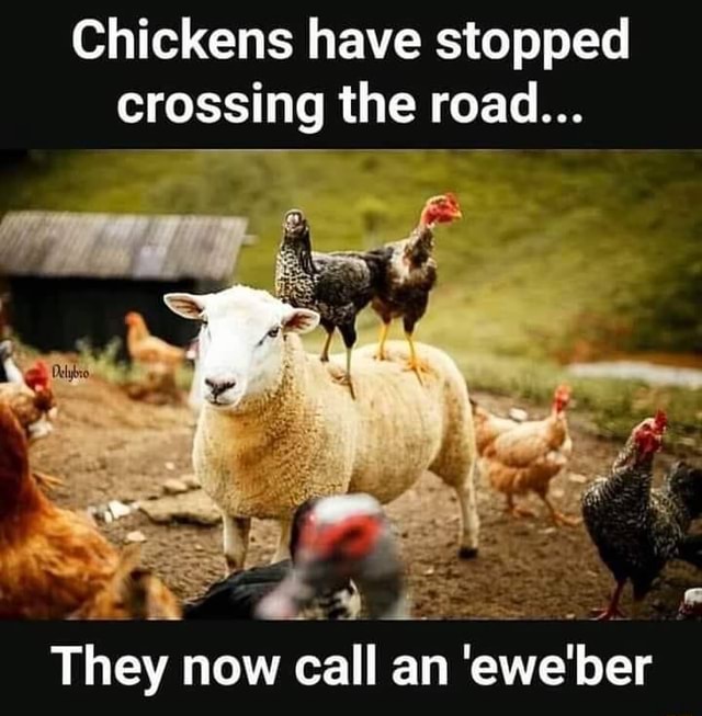 Chickens Have Stopped Crossing The Road They Now Call An Eweber Ifunny 