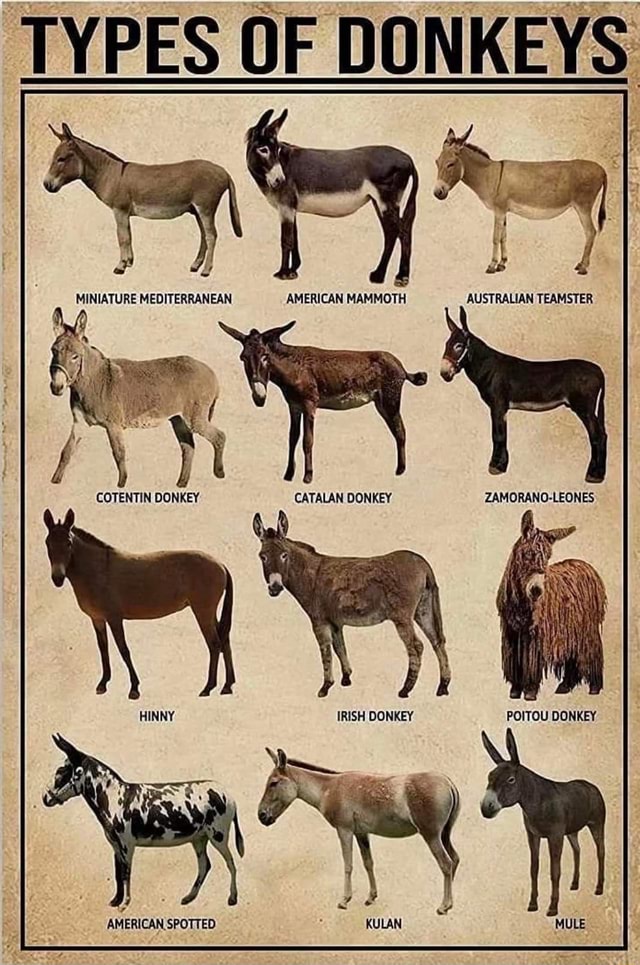 TYPES OF DONKEYS MINIATURE MEDITERRANEAN AMERICAN MAMMOTH AUSTRALIAN