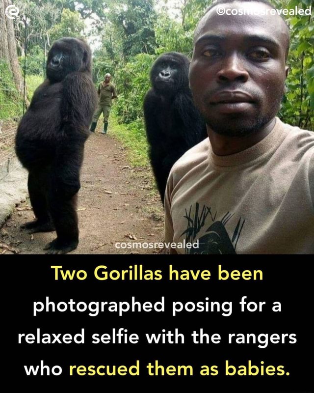 Two Gorillas have been photographed posing for a relaxed selfie with ...