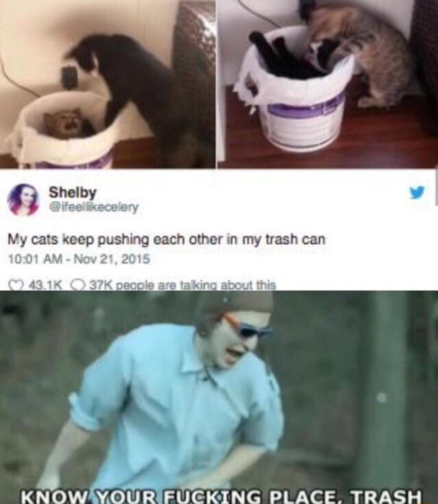 Ny Cats (cop Pushing Each Other M My Trash Can Know Your Fugk-ing Place 