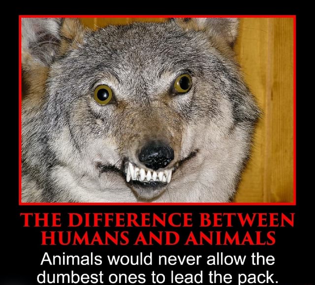 the-difference-between-humans-and-animals-animals-would-never-allow-the