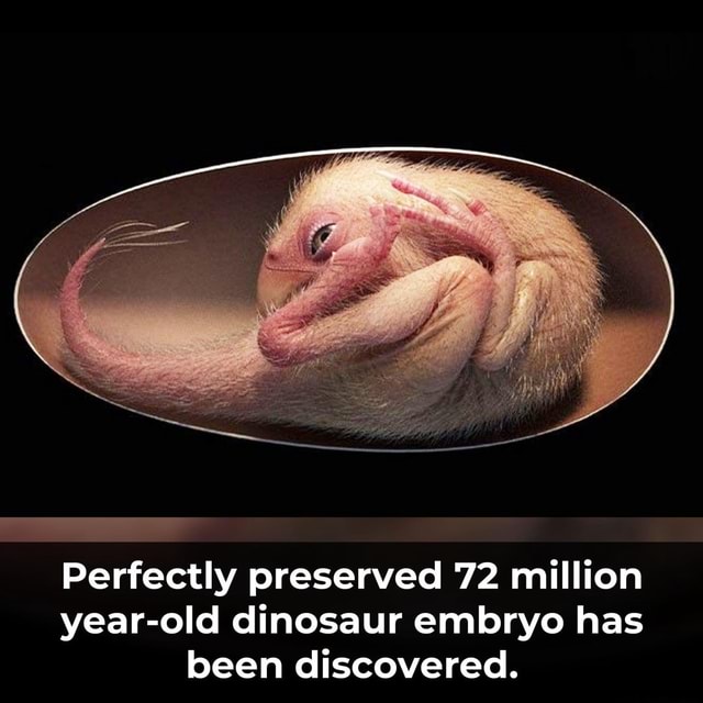 perfectly-preserved-72-million-year-old-dinosaur-embryo-has-been