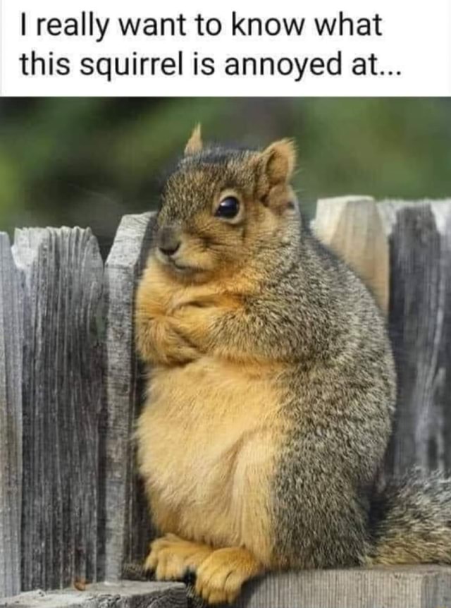 I really want to know what this squirrel is annoyed at... - iFunny