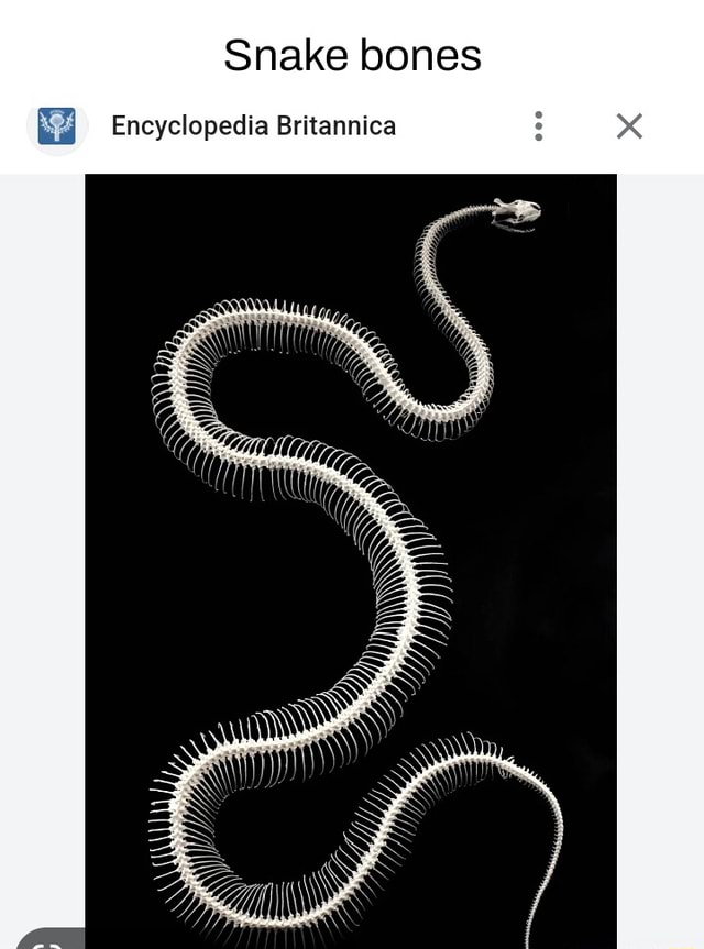 Snake bones Encyclopedia Britannica - iFunny