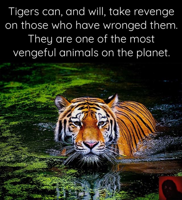 Tigers can, and will, take revenge on those who have wronged them. They ...