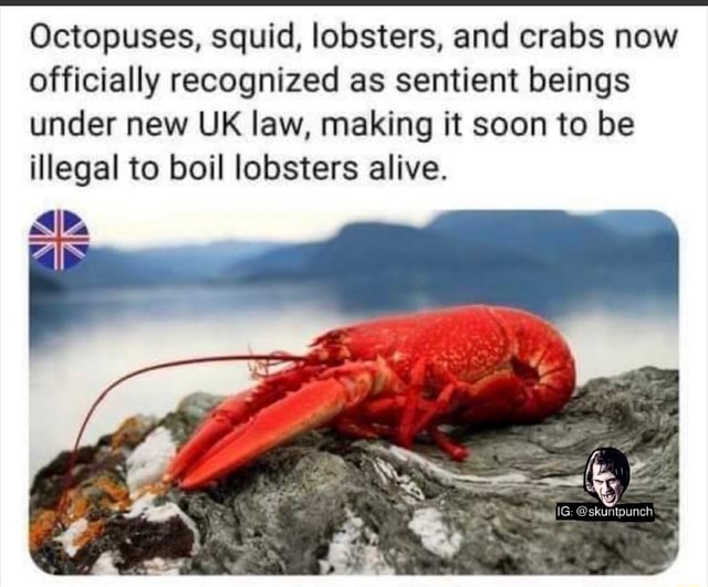 Octopuses, squid, lobsters, and crabs now officially recognized as