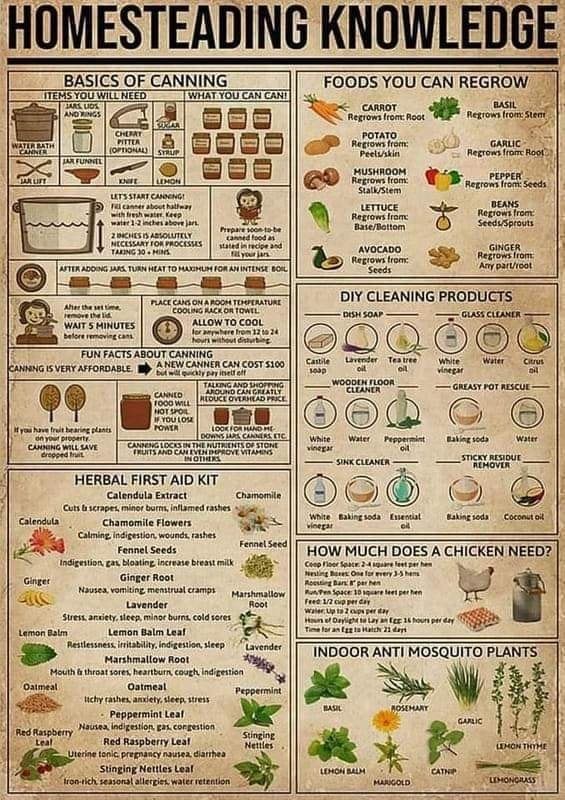 HOMESTEADING KNOWLEDGE BASICS OF CANNING TENS You WiLL HEED. [WHAT YOU