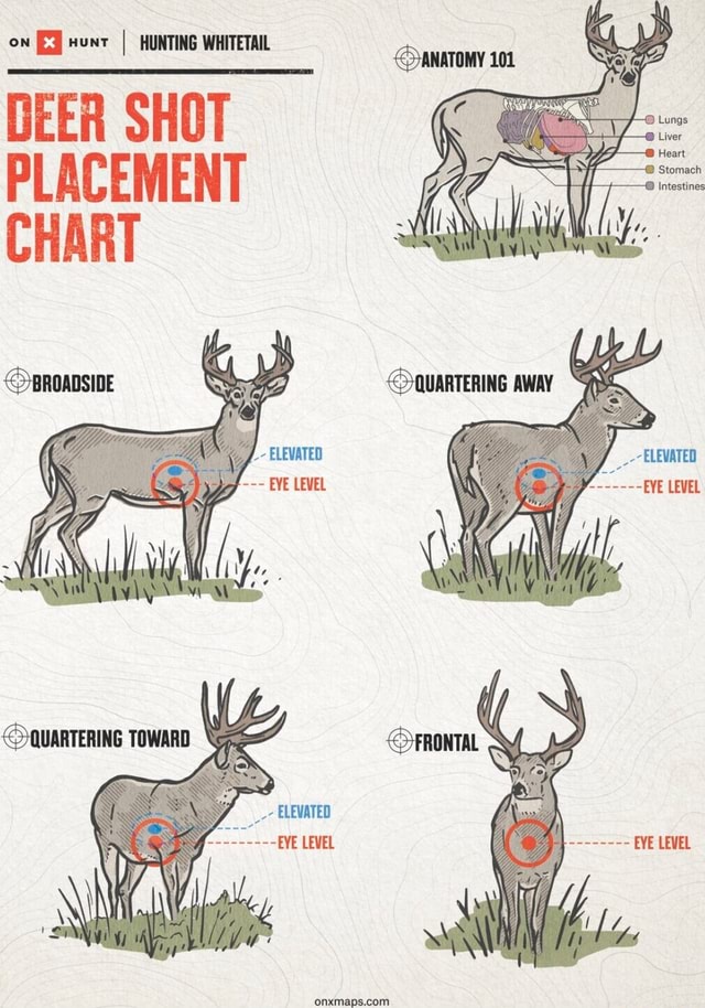 Ow I HUNTING WHITETAIL DEER SHOT PLACEMENT CHART BROADSIDE ELEVATED EVE ...