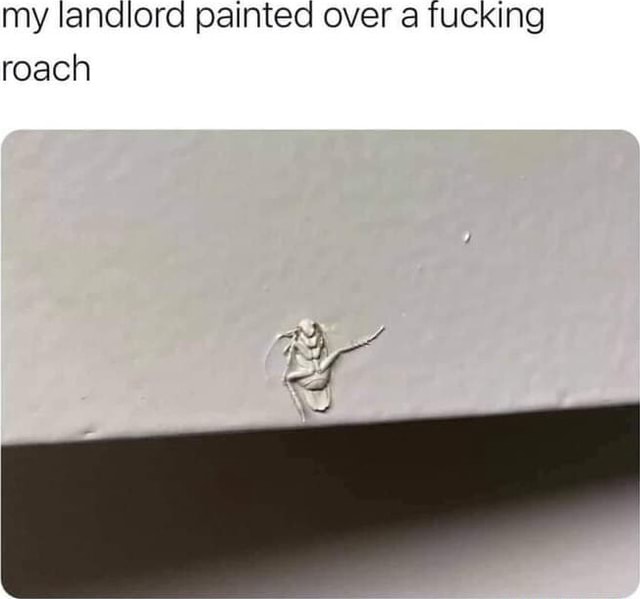 My landiord painted Over TUCKING roach - iFunny