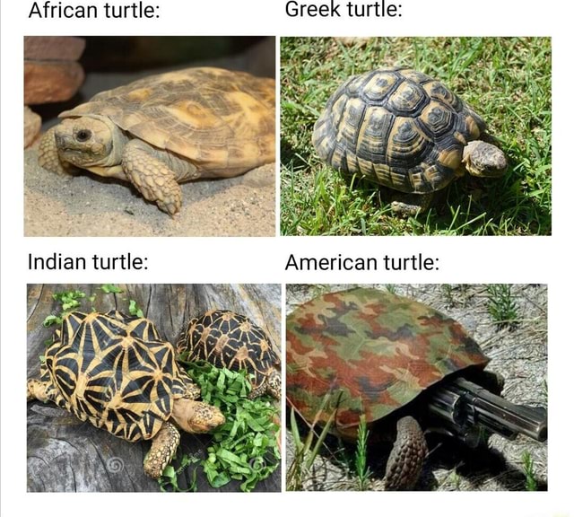 African turtle: Greek turtle: Indian turtle: American turtle: - iFunny