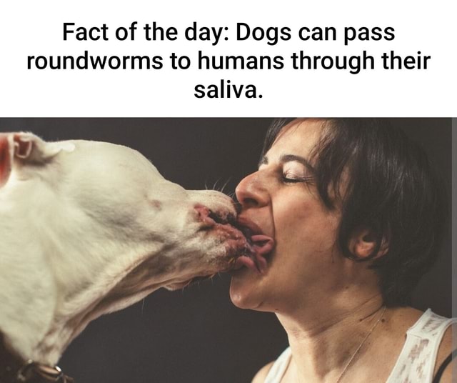 fact-of-the-day-dogs-can-pass-roundworms-to-humans-through-their