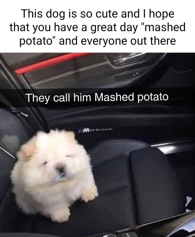 This dog is so cute and I hope that you have a great day "mashed potato