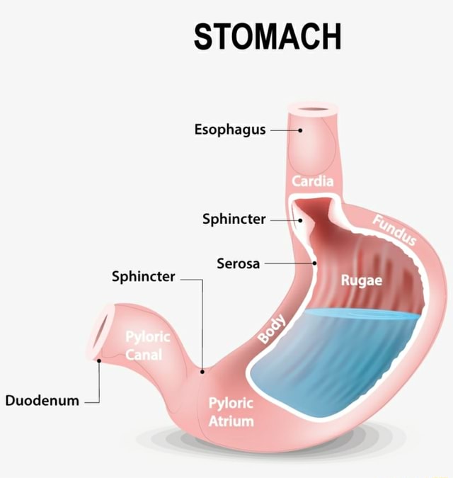 STOMACH Esophagus Sphincter Serosa Sphincter Pyloric Canal Duodenum ...