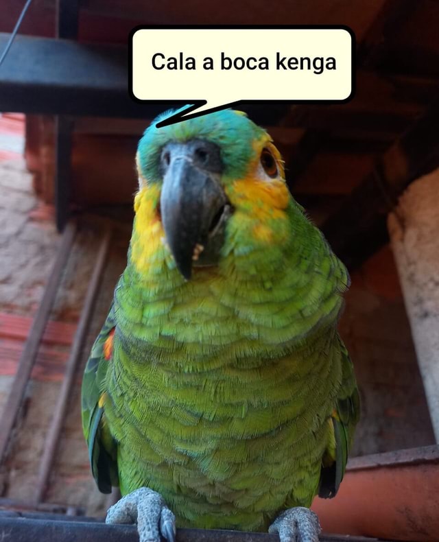 Cala a boca kenga - iFunny Brazil