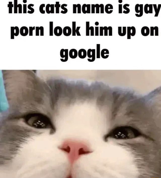 Look Up Gay Porn - This cats name Is gay porn look him up on google - iFunny Brazil