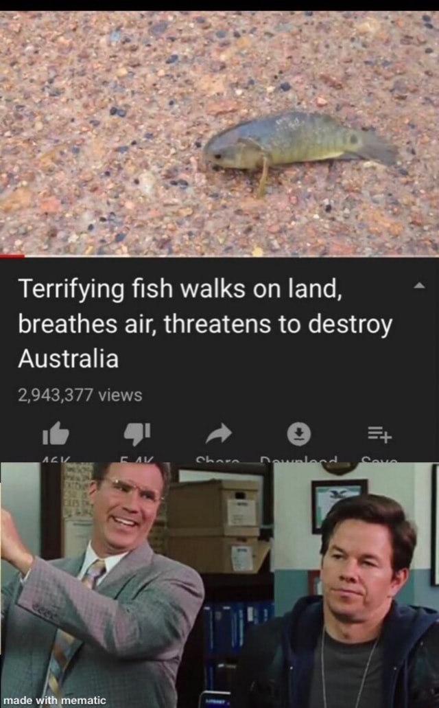 Terrifying ﬁsh walks on land, * breathes air, threatens to destroy ...