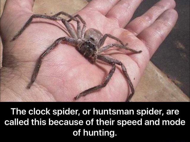 Bordenden Opfylde tankevækkende The clock spider, or huntsman spider, are called this because of their  speed and mode of hunting. - The clock spider, or huntsman spider, are  called this because of their speed and