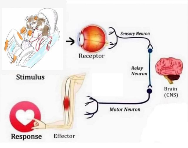 Receptor Relay Stimulus Neuron Motor Neuron (ENS) Response Effector
