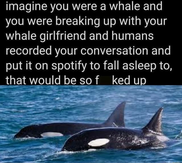Imagine You Were A Whale And You Were Breaking Up With Your Whale Girlfriend And Humans Recorded