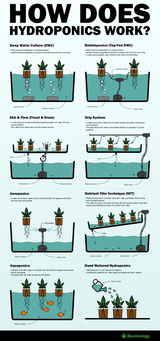 HOW DOES HYDROPONICS WORK? Deep Water Culture (DWC) Plant roots are ...