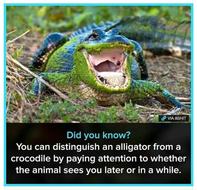 Did you know? You can distinguish an alligator from a crocodile by ...