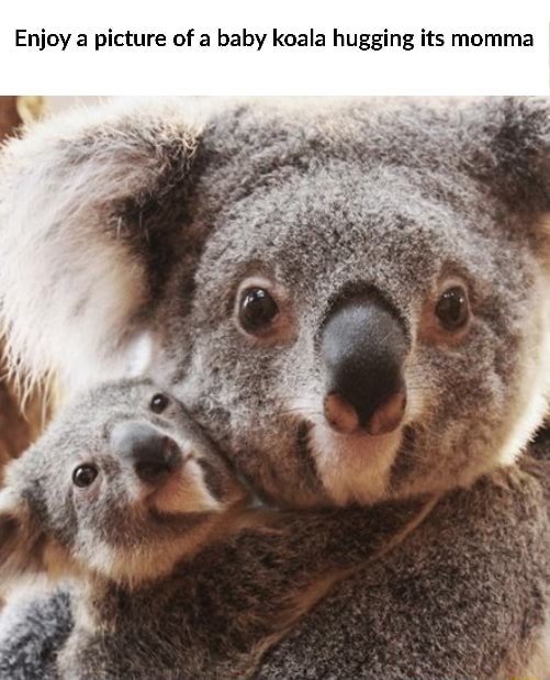 Enjoy a picture of a baby koala hugging its momma - )