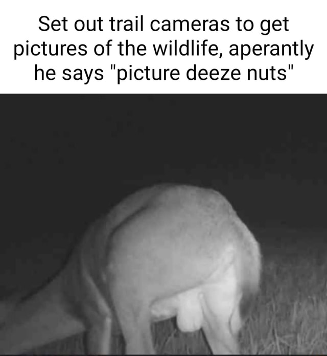 Set out trail cameras to get pictures of the wildlife, aperantly he
