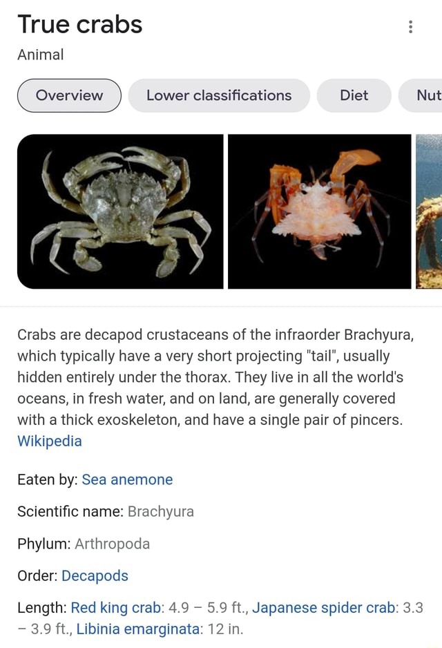 True crabs Animal Overview Lower classifications Diet Nut Crabs are