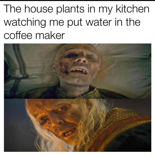 The house plants in my kitchen watching me put water in the coffee