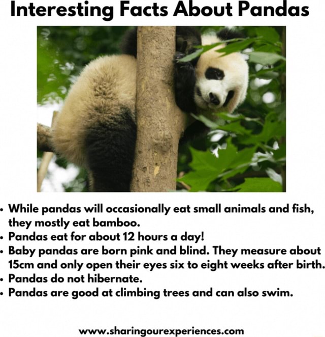 Interesting Facts About Pandas While pandas will occasionally eat small