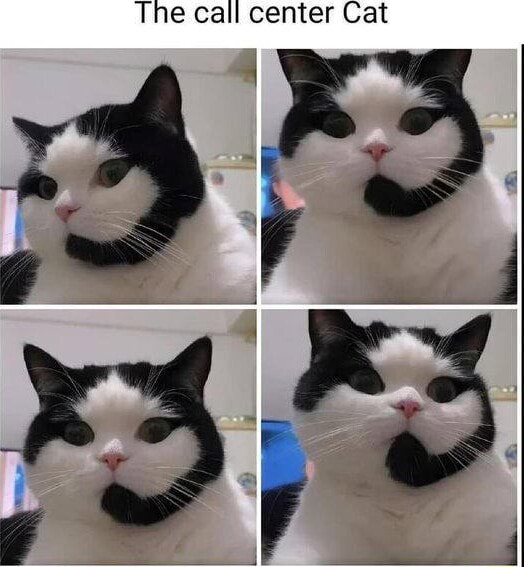 The call center Cat - iFunny