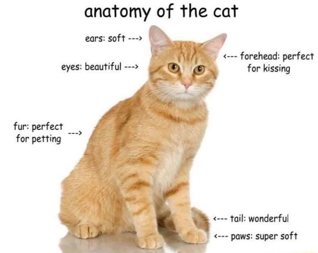 Anatomy of the cat fur: perfect as - iFunny