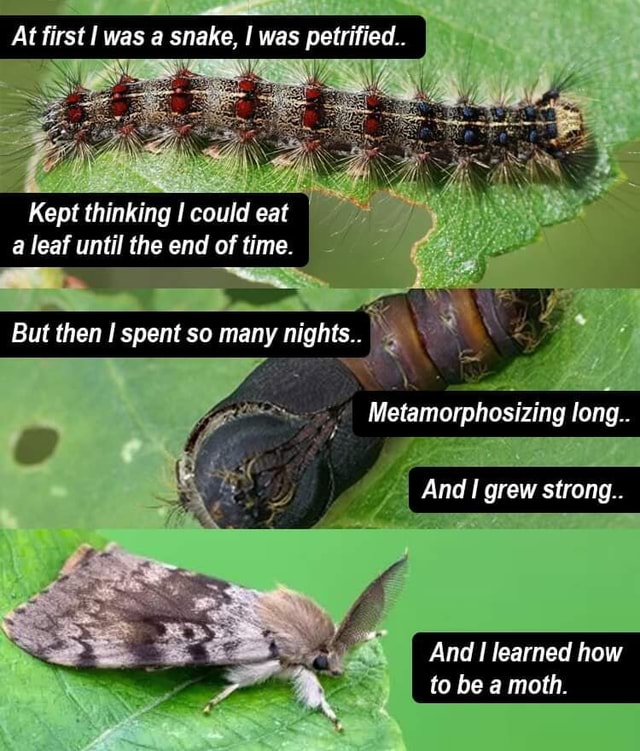 At first was a snake, I was petrified. Kept thinking I could eat a leaf ...